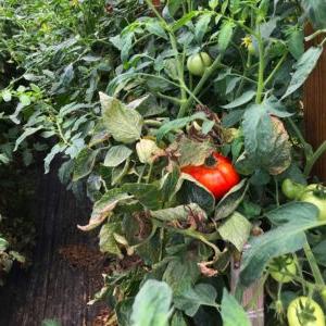 Grainger County Tomato Plant